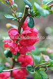 Chaenomeles (Quince)