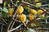 Chaenomeles japonica (Quince)