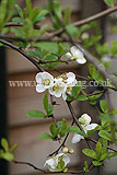 Chaenomeles 'In Variety' (Quince)