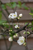 Chaenomeles 'In Variety' (Quince)