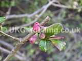 Chaenomeles speciosa (Ornamental quince, japonica, Japanese quince)