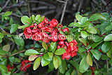 Chaenomeles speciosa (Ornamental quince, japonica, Japanese quince)