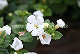 Chaenostoma cordata 'Snowflake' syn. Sutera cordata 'Snowflake' (Bacopa, Bacopa 'Snowflake')