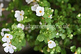 Chaenostoma cordata 'Snowflake' syn. Sutera cordata 'Snowflake' (Bacopa, Bacopa 'Snowflake')