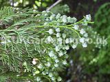 Chamaecyparis lawsoniana