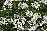 Choisya ternata (Mexican orange blossom)