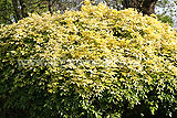 Choisya ternata 'Sundance' (Mexican orange blossom)