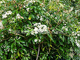 Choisya ternata (Mexican orange blossom)