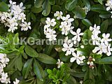 Choisya ternata (Mexican orange blossom)