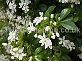 Choisya ternata (Mexican orange blossom)