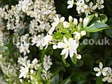 Choisya ternata (Mexican orange blossom)