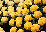 Chrysanthemum