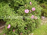 Cistus x purpureus (Rock rose, Sun rose)