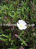 x Halimiocistus 'Ingwersenii' (Sea rock rose, Cistus, Rock rose)