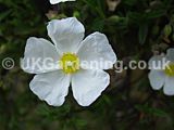 x Halimiocistus 'Ingwersenii' (Sea rock rose, Cistus, Rock rose)