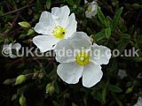 x Halimiocistus 'Ingwersenii' (Sea rock rose, Cistus, Rock rose)