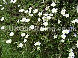 x Halimiocistus 'Ingwersenii' (Sea rock rose, Cistus, Rock rose)