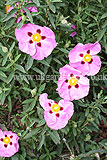 Cistus x purpureus (Rock rose, Sun rose)