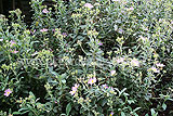 Cistus x argenteus 'Silver Pink' (Rock rose)