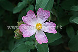 Cistus x argenteus 'Silver Pink' (Rock rose)