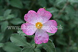 Cistus x argenteus 'Silver Pink' (Rock rose)