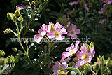 Cistus x argenteus 'Silver Pink' (Rock rose)