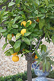 Citrus sinensis (Sweet Orange)