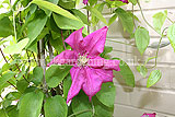 Clematis