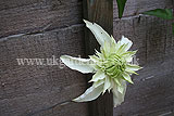 Clematis