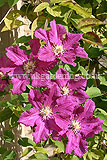 Clematis