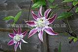 Clematis