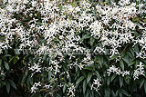 Clematis armandii