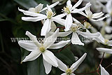 Clematis armandii