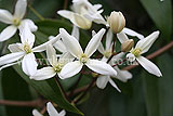 Clematis armandii