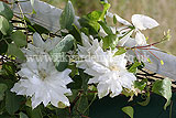 Clematis jackmanii