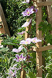 Clematis