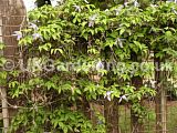 Clematis alpina 'Columbine' (Old man's beard, Travellers' joy)