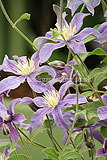 Clematis 'Arabella'