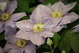 Clematis 'Cezanne'