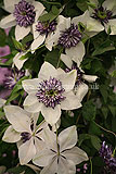 Clematis 'Florida Sieboldii'