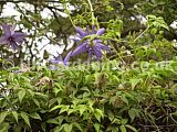 Clematis macropetala 'Lagoon' (Old man's beard, Travellers' joy)