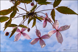 Clematis montana Anemone clematis