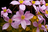 Clematis montana Anemone clematis