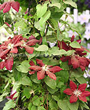 Clematis 'Rebecca'