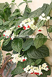 Clerodendrum thomsoniae (Bleeding-heart vine)