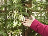 Clianthus punieus 'Albus'