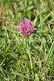 Trifolium repens (Clover)