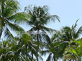 Coconut palm