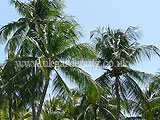 Coconut palm