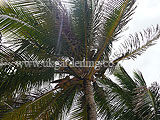 Coconut palm